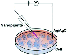 Graphical abstract: A precise pointing nanopipette for single-cell imaging via electroosmotic injection