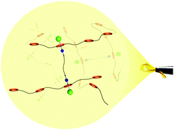 Graphical abstract: Self-assembly of a supramolecular network with pseudo-rotaxane cross-linking nodes and its transformation into a mechanically locked structure by rotaxane formation