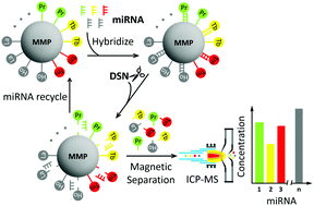 Graphical abstract: Multiplex miRNA assay using lanthanide-tagged probes and the duplex-specific nuclease amplification strategy