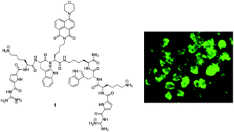 Graphical abstract: A metal-free fluorescence turn-on molecular probe for detection of nucleoside triphosphates
