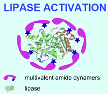 Graphical abstract: Dynameric host frameworks for the activation of lipase through H-bond and interfacial encapsulation