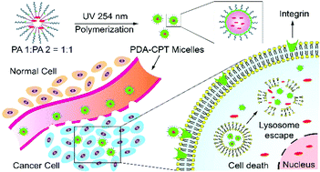 Graphical abstract: Tumor-cell targeting polydiacetylene micelles encapsulated with an antitumor drug for the treatment of ovarian cancer