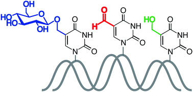 Graphical abstract: Synthesis and biophysical analysis of modified thymine-containing DNA oligonucleotides