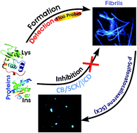 Graphical abstract: Detection, inhibition and disintegration of amyloid fibrils: the role of optical probes and macrocyclic receptors