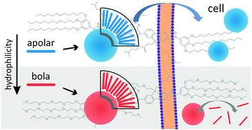 Graphical abstract: Hydrophobicity determines the fate of self-assembled fluorescent nanoparticles in cells