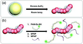 Graphical abstract: Synthesis of partially dextran-coated gold nanoworms and anisotropic structure based dual-strategic cargo conjugation for efficient combinational cancer therapy