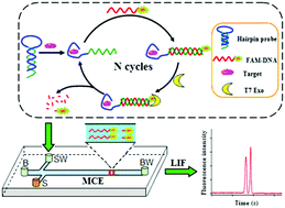 Graphical abstract: A microchip electrophoresis-based fluorescence signal amplification strategy for highly sensitive detection of biomolecules