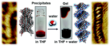 Graphical abstract: Water-induced helical supramolecular polymerization and gel formation of an alkylene-tethered perylene bisimide dyad