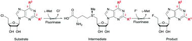 Graphical abstract: Probing the molecular determinants of fluorinase specificity