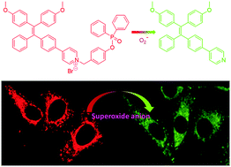 Graphical abstract: A two-channel responsive fluorescent probe with AIE characteristics and its application for selective imaging of superoxide anions in living cells