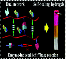 Graphical abstract: Enzyme-induced dual-network ε-poly-l-lysine-based hydrogels with robust self-healing and antibacterial performance