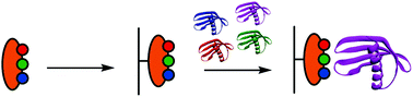 Graphical abstract: Interfacing native and non-native peptides: using Affimers to recognise α-helix mimicking foldamers