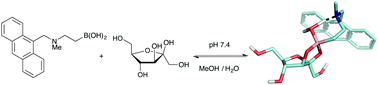 Graphical abstract: Reversible covalent interactions of β-aminoboronic acids with carbohydrate derivatives