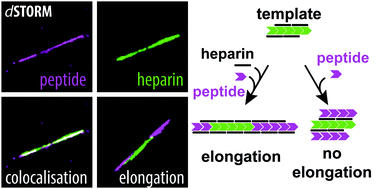 Graphical abstract: Heparin acts as a structural component of β-endorphin amyloid fibrils rather than a simple aggregation promoter