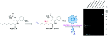 Graphical abstract: Synthesis and evaluation of a tag-free photoactive phospho-ceramide analogue-1 (PCERA-1) probe to study immunomodulation in macrophages