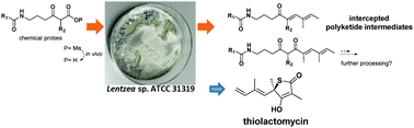 Graphical abstract: Chemical probing of thiotetronate bio-assembly