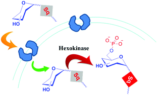 Graphical abstract: Novel glycoconjugated squaraine dyes for selective optical imaging of cancer cells