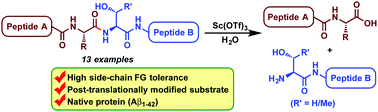 Graphical abstract: Scandium(iii) triflate-promoted serine/threonine-selective peptide bond cleavage