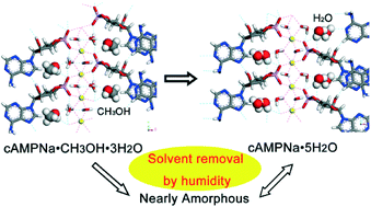 Graphical abstract: Insight into a direct solid–solid transformation: a potential approach for the removal of residual solvents