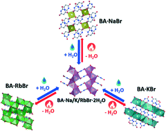 Graphical abstract: From isomorphous to “anisomorphous” ionic co-crystals of barbituric acid upon dehydration and return