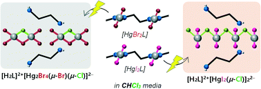 Graphical abstract: In situ crystalline transformation of bis(halo)mercury(ii) coordination polymers to ionic chloro-bridged-bis(halo)mercury(ii) species via UV irradiation in chloroform media