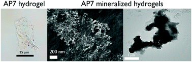 Graphical abstract: A nacre protein forms mesoscale hydrogels that “hijack” the biomineralization process within a seawater environment