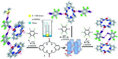 Graphical abstract: Pillars of assembled pyridyl bis-urea macrocycles: a robust synthon to organize diiodotetrafluorobenzenes