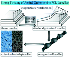 Graphical abstract: Strong enhancement of the twisting frequency of achiral orthorhombic lamellae in poly(ε-caprolactone) banded spherulites via evaporative crystallization