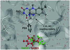 Graphical abstract: Insights into enzyme point mutation effect by molecular simulation: phenylethylamine oxidation catalyzed by monoamine oxidase A