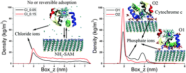 Graphical abstract: Molecular simulations of cytochrome c adsorption on positively charged surfaces: the influence of anion type and concentration