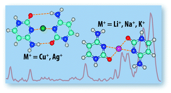 Graphical abstract: Interaction of Cu+ with cytosine and formation of i-motif-like C–M+–C complexes: alkali versus coinage metals