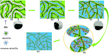 Graphical abstract: An intensive dispersion and synchronous assembly of single-walled carbon nanotubes in a surfactant–oil–water association system