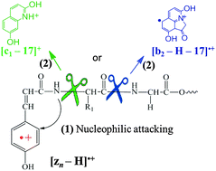 Graphical abstract: Nucleophilic substitution by amide nitrogen in the aromatic rings of [zn − H]˙+ ions; the structures of the [b2 − H − 17]˙+ and [c1 − 17]+ ions
