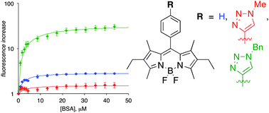 Graphical abstract: Interaction of BODIPY dyes with bovine serum albumin: a case study on the aggregation of a click-BODIPY dye