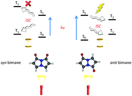 Graphical abstract: Rapid intersystem crossings in anti bimanes