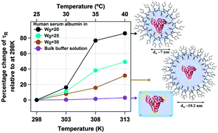 Graphical abstract: Startling temperature effect on proteins when confined: single molecular level behaviour of human serum albumin in a reverse micelle