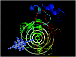 Graphical abstract: Combined probes of X-ray scattering and optical spectroscopy reveal how global conformational change is temporally and spatially linked to local structural perturbation in photoactive yellow protein