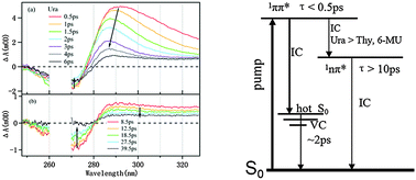 Graphical abstract: The methyl- and aza-substituent effects on nonradiative decay mechanisms of uracil in water: a transient absorption study in the UV region