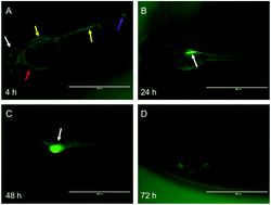 Graphical abstract: Degradation behavior and biosafety studies of the mPEG–PLGA–PLL copolymer