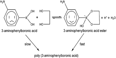 Graphical abstract: Electrochemical synthesis of poly(3-aminophenylboronic acid) in ethylene glycol without exogenous protons
