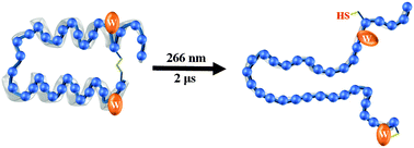 Graphical abstract: Direct measurement of the tryptophan-mediated photocleavage kinetics of a protein disulfide bond