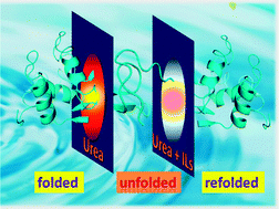 Graphical abstract: Refolding effects of partially immiscible ammonium-based ionic liquids on the urea-induced unfolded lysozyme structure