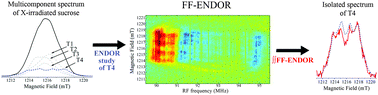 Graphical abstract: Fourth stable radical species in X-irradiated solid-state sucrose