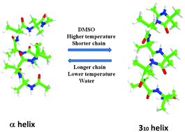 Graphical abstract: Chain length, temperature and solvent effects on the structural properties of α-aminoisobutyric acid homooligopeptides