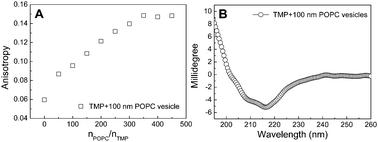 Graphical abstract: How transmembrane peptides insert and orientate in biomembranes: a combined experimental and simulation study