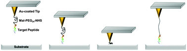 Graphical abstract: Correlating single-molecule and ensemble-average measurements of peptide adsorption onto different inorganic materials