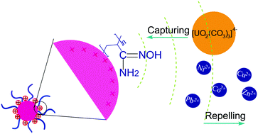 Graphical abstract: Zeta potential-assisted sorption of uranyl tricarbonate complex from aqueous solution by polyamidoxime-functionalized colloidal particles