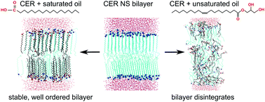 Graphical abstract: Effect of monoglycerides and fatty acids on a ceramide bilayer