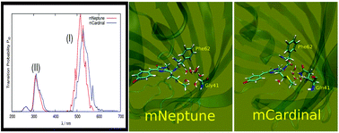 Graphical abstract: Chromophore interactions leading to different absorption spectra in mNeptune1 and mCardinal red fluorescent proteins