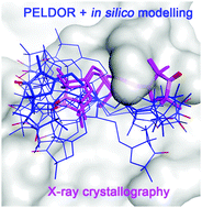 Graphical abstract: Determination of nitroxide spin label conformations via PELDOR and X-ray crystallography